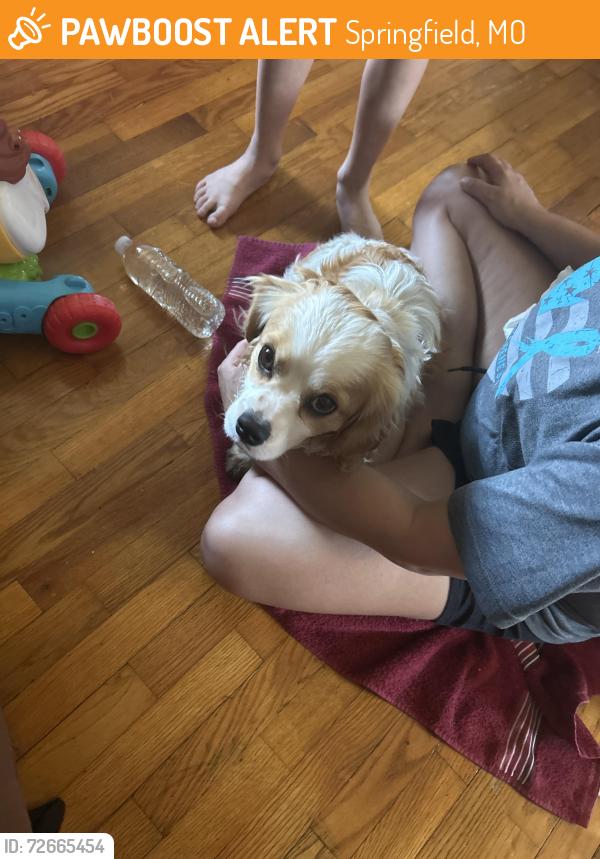 Found/Stray Male Dog last seen Near w water st Springfield mo, Springfield, MO 65802