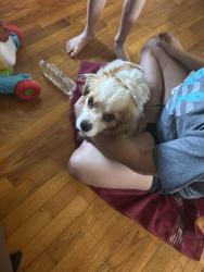Found/Stray Male Dog last seen Near w water st Springfield mo, Springfield, MO 65802