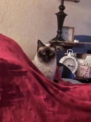 Lost Female Cat last seen Collingswood , Port Charlotte, FL 33948