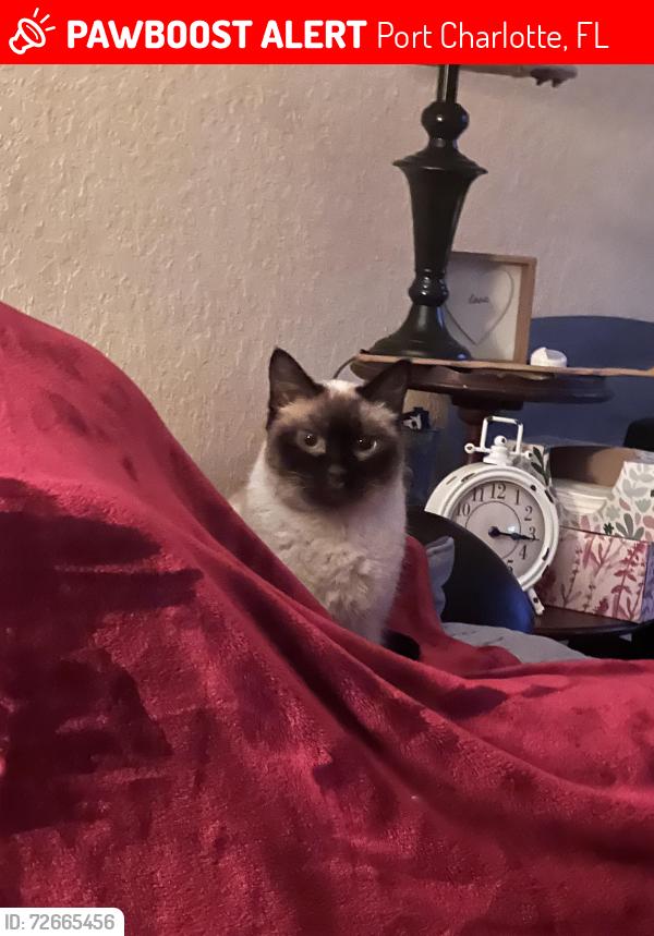Lost Female Cat last seen Collingswood , Port Charlotte, FL 33948