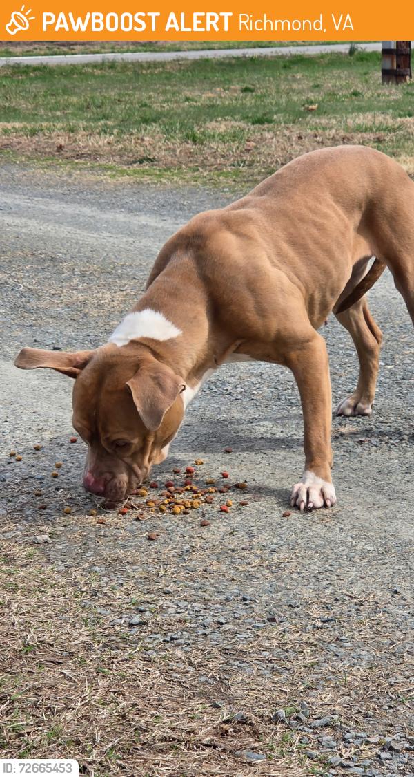 Found/Stray Female Dog last seen Doran Road, Richmond, VA 23231