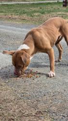 Found/Stray Female Dog last seen Doran Road, Richmond, VA 23231