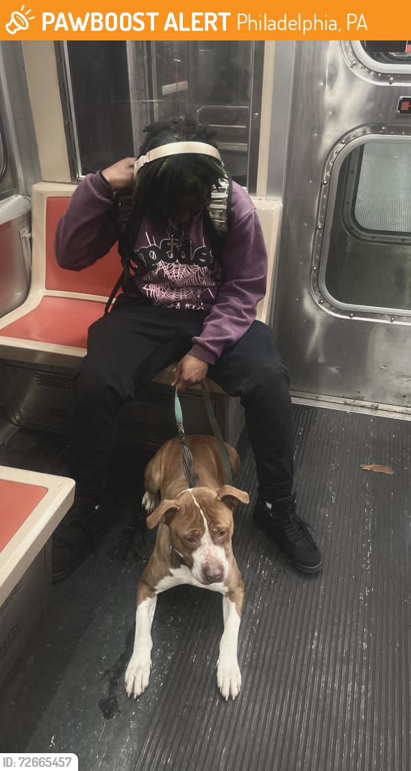 Found/Stray Female Dog last seen The 6 bus stop, Philadelphia, PA 19126