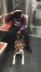 Found/Stray Female Dog last seen The 6 bus stop, Philadelphia, PA 19126