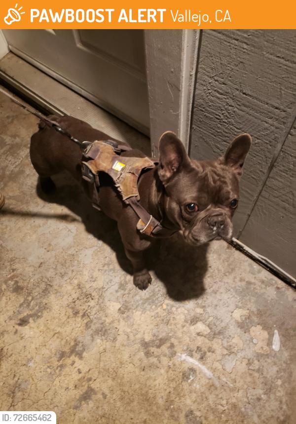 Found/Stray Male Dog last seen Mariposa street , Vallejo, CA 94590