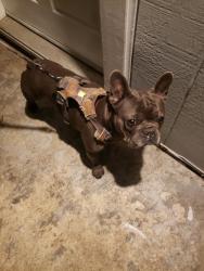 Found/Stray Male Dog last seen Mariposa street , Vallejo, CA 94590