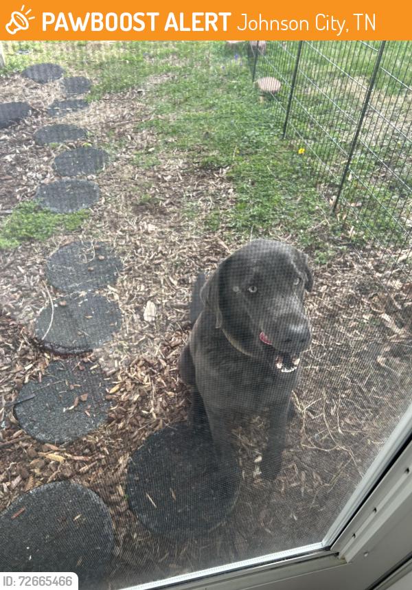 Found/Stray Male Dog last seen Willow Springs Park, Johnson City, TN 37604