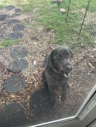Found/Stray Male Dog last seen Willow Springs Park, Johnson City, TN 37604