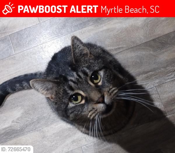 Lost Male Cat last seen 82nd ave, Myrtle Beach, SC 29572