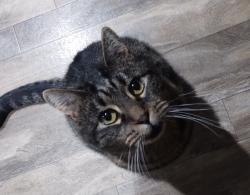 Lost Male Cat last seen 82nd ave, Myrtle Beach, SC 29572
