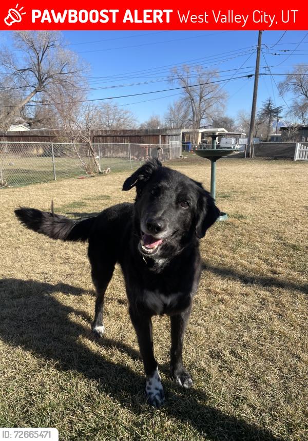 Lost Male Dog last seen Near the Maverik across the street from crown burger , West Valley City, UT 84119