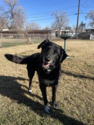 Lost Male Dog last seen Near the Maverik across the street from crown burger , West Valley City, UT 84119