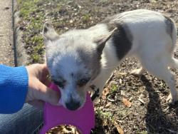 Found/Stray Female Dog last seen Blythewood and coronation, Fayetteville, NC 28311