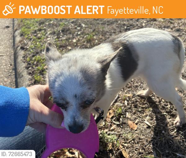 Found/Stray Female Dog last seen Blythewood and coronation, Fayetteville, NC 28311