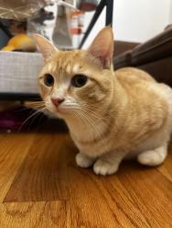 Lost Male Cat last seen East broadway and market street , New York, NY 10002