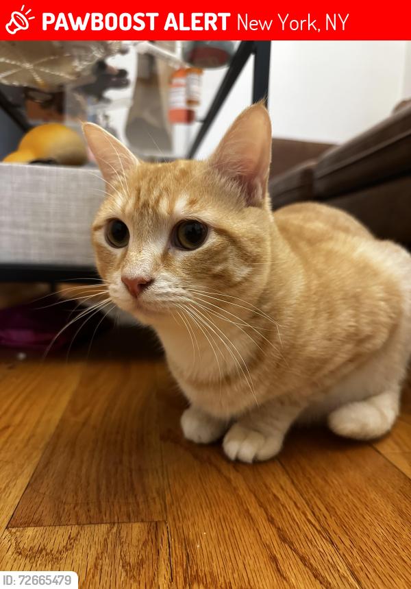 Lost Male Cat last seen East broadway and market street , New York, NY 10002