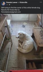 Found/Stray Female Dog last seen Village Dr and Rancho Road, Victorville, CA 92394