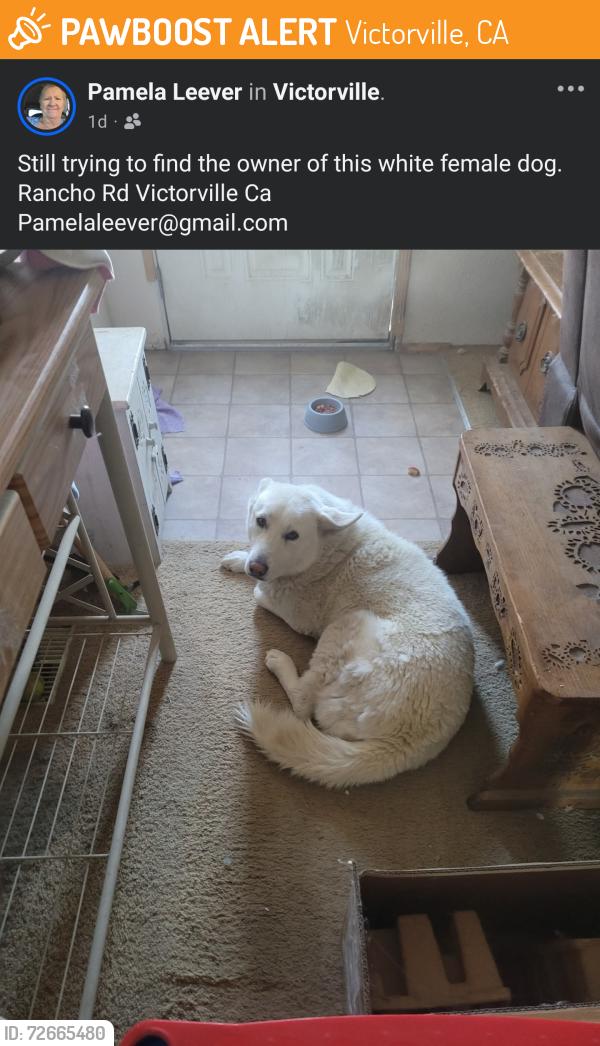 Found/Stray Female Dog last seen Village Dr and Rancho Road, Victorville, CA 92394