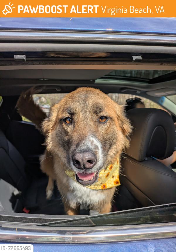 Found/Stray Unknown Dog last seen Charlestown lakes, Virginia Beach, VA 23464