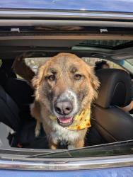 Found/Stray Unknown Dog last seen Charlestown lakes, Virginia Beach, VA 23464