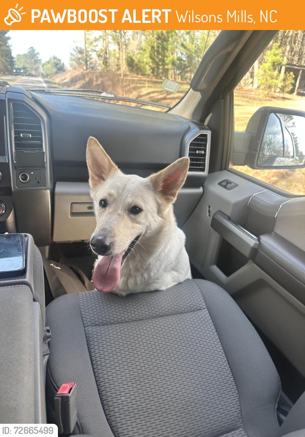 Found/Stray Female Dog last seen Fire Department Rd, Wilsons Mills, NC 27593