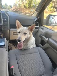 Found/Stray Female Dog last seen Fire Department Rd, Wilsons Mills, NC 27593