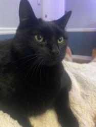 Lost Male Cat last seen Etowah and Becky Lane, Atlanta, GA 30319