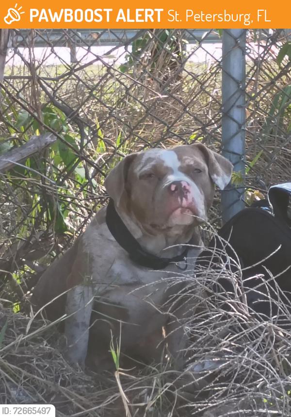 Found/Stray Female Dog last seen Across the road from Walmart and woody car wash in the back ..in front of the extra space storage office and the dog park area, St. Petersburg, FL 33712