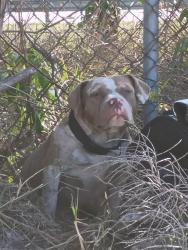Found/Stray Female Dog last seen Across the road from Walmart and woody car wash in the back ..in front of the extra space storage office and the dog park area, St. Petersburg, FL 33712