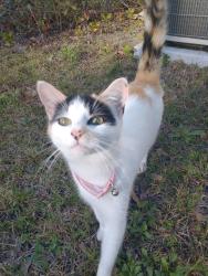 Found/Stray Female Cat last seen Near Carswell Dr., Augusta, GA 30909