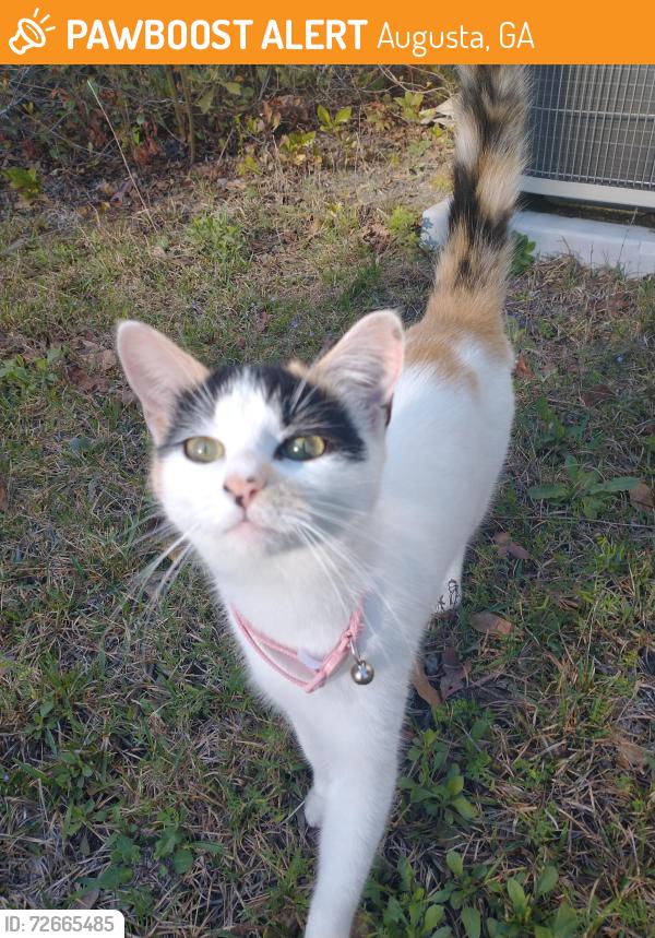 Found/Stray Female Cat last seen Near Carswell Dr., Augusta, GA 30909