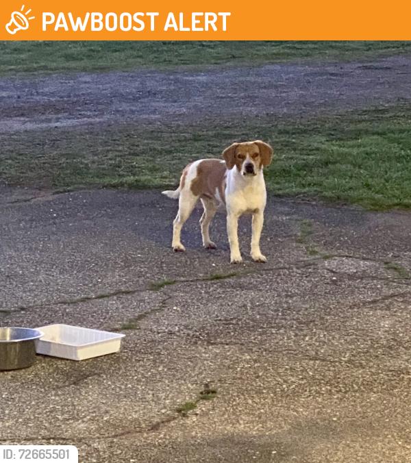 Found/Stray Male Dog last seen son Rd. Inman sc , Spartanburg County, SC 29349