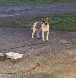 Found/Stray Male Dog last seen son Rd. Inman sc , Spartanburg County, SC 29349