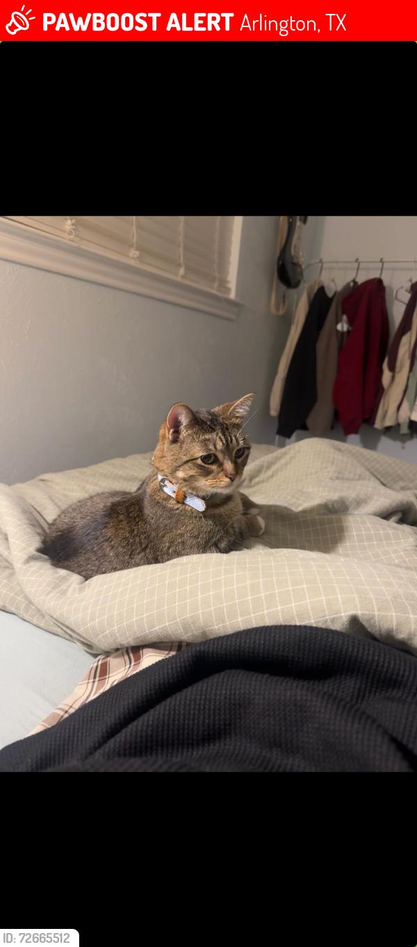 Lost Male Cat last seen N fielder rd, Arlington, TX 76012