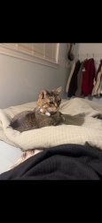 Lost Male Cat last seen N fielder rd, Arlington, TX 76012