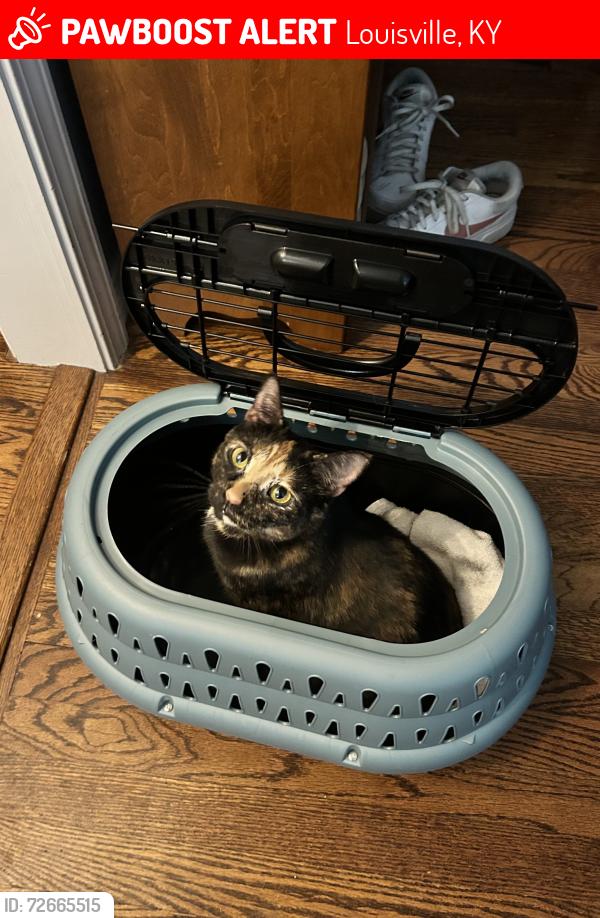 Lost Female Cat last seen Garden Lake Lane 40220, Louisville, KY 40220
