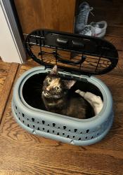 Lost Female Cat last seen Garden Lake Lane 40220, Louisville, KY 40220