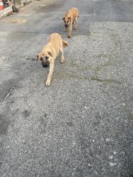 Found/Stray Male Dog last seen Yosemite Ave by Modesto high, Modesto, CA 95351