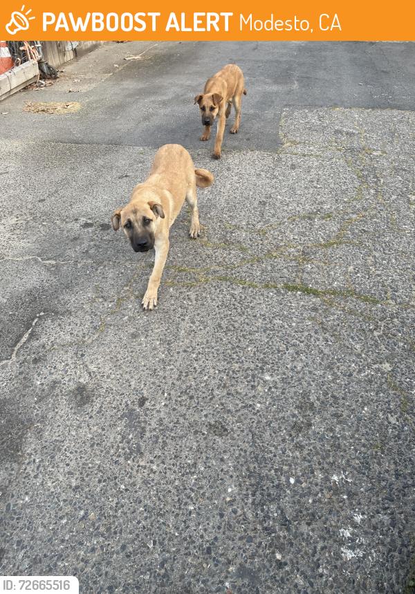Found/Stray Male Dog last seen Yosemite Ave by Modesto high, Modesto, CA 95351