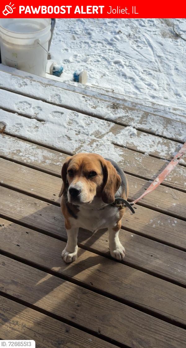 Lost Male Dog last seen Mount Olivet Cemetery, Joliet, IL 60432
