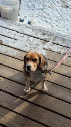 Lost Male Dog last seen Mount Olivet Cemetery, Joliet, IL 60432