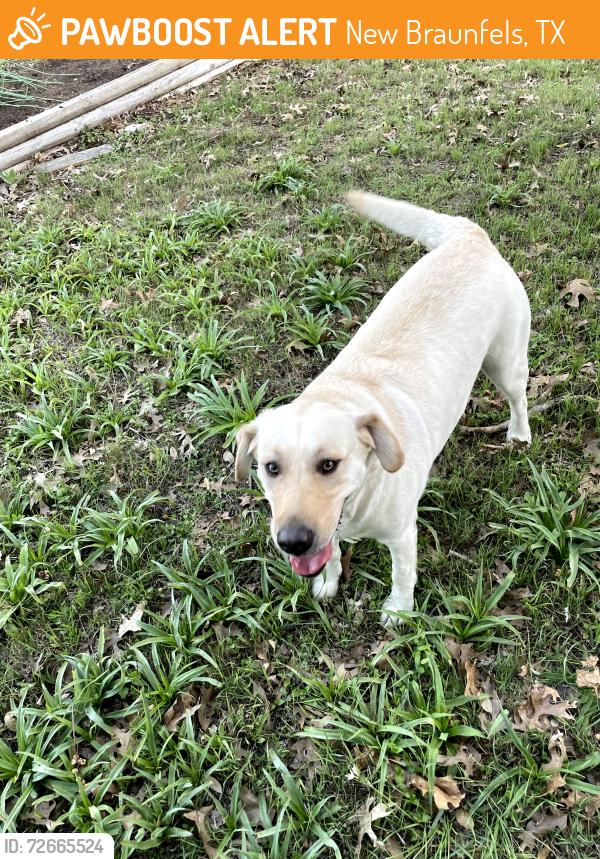 Found/Stray Female Dog last seen Near Meat Co, New Braunfels, TX 78130