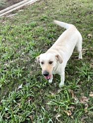Found/Stray Female Dog last seen Near Meat Co, New Braunfels, TX 78130