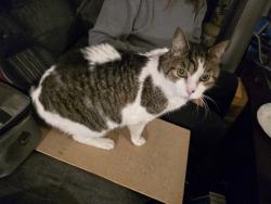 Found/Stray Female Cat last seen Gathering lane, Indianapolis, IN 46259