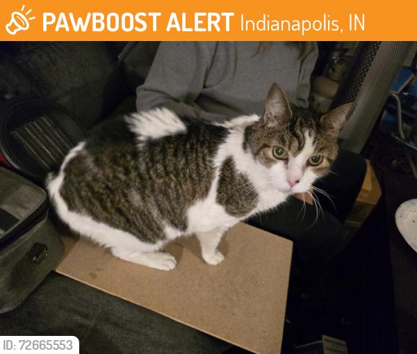 Found/Stray Female Cat last seen Gathering lane, Indianapolis, IN 46259