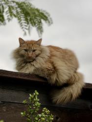 Lost Male Cat last seen S Hillview Ave & Hubbard St, East Los Angeles, CA 90022