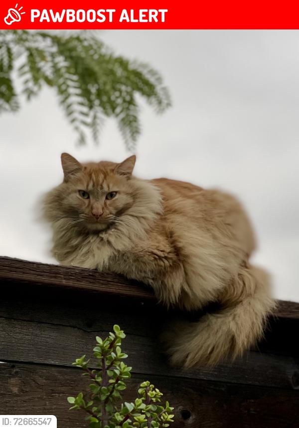Lost Male Cat last seen S Hillview Ave & Hubbard St, East Los Angeles, CA 90022