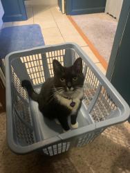 Lost Male Cat last seen The wooded area between Heatherstone and Forest Glen, Batavia, OH 45103