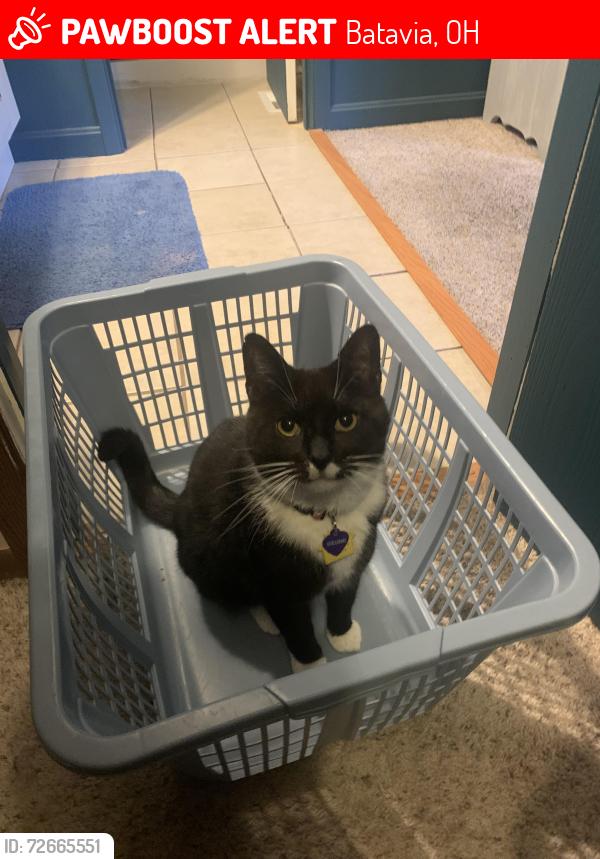 Lost Male Cat last seen The wooded area between Heatherstone and Forest Glen, Batavia, OH 45103