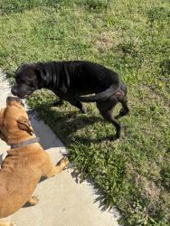 Found/Stray Male Dog last seen Yuma Avenue, Fort Worth, TX 76104
